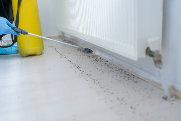 Wasp Removal Services in Franklin, OH